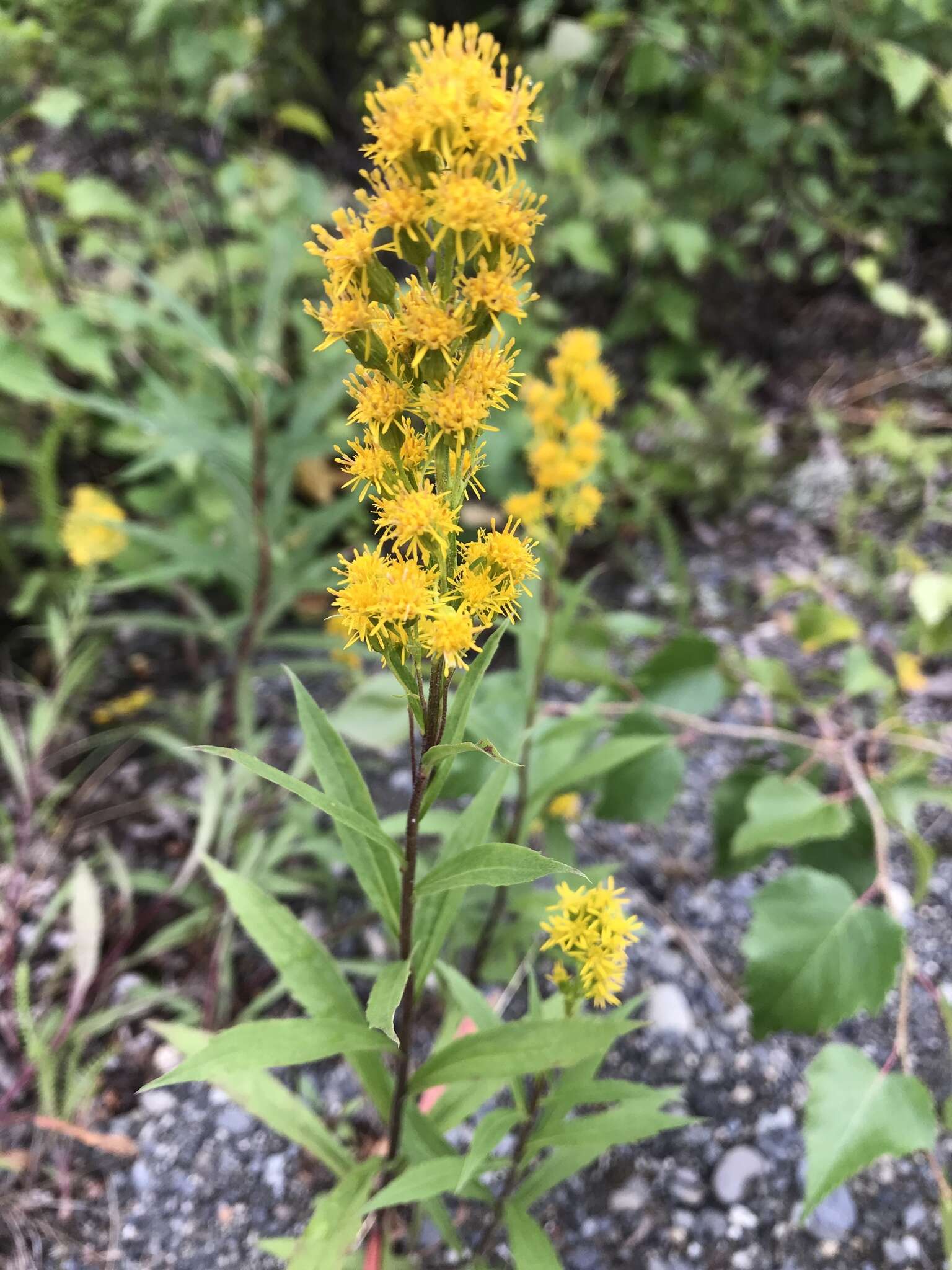 Image of Rocky Mountain goldenrod