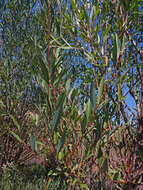 Salix amygdaloides Anderss. resmi