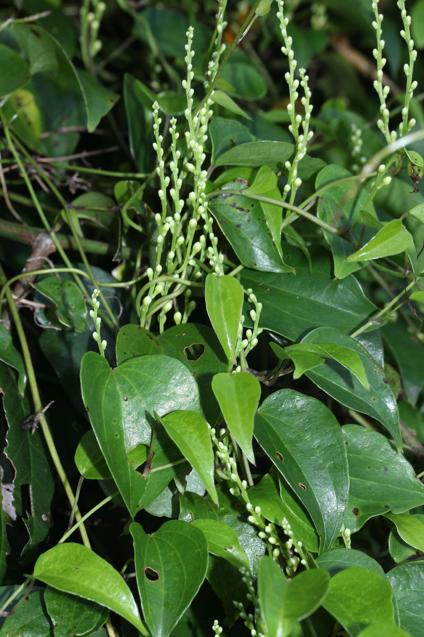 Dioscorea cotinifolia Kunth的圖片