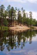 Imagem de Pinus engelmannii Carrière