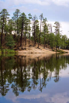 Imagem de Pinus engelmannii Carrière