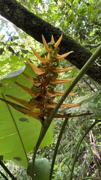 Image of Heliconia librata Griggs