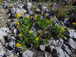 Image of baby goldenrod