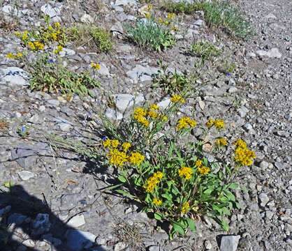 Image of baby goldenrod