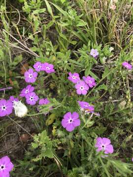 Image of Rio Grande phlox