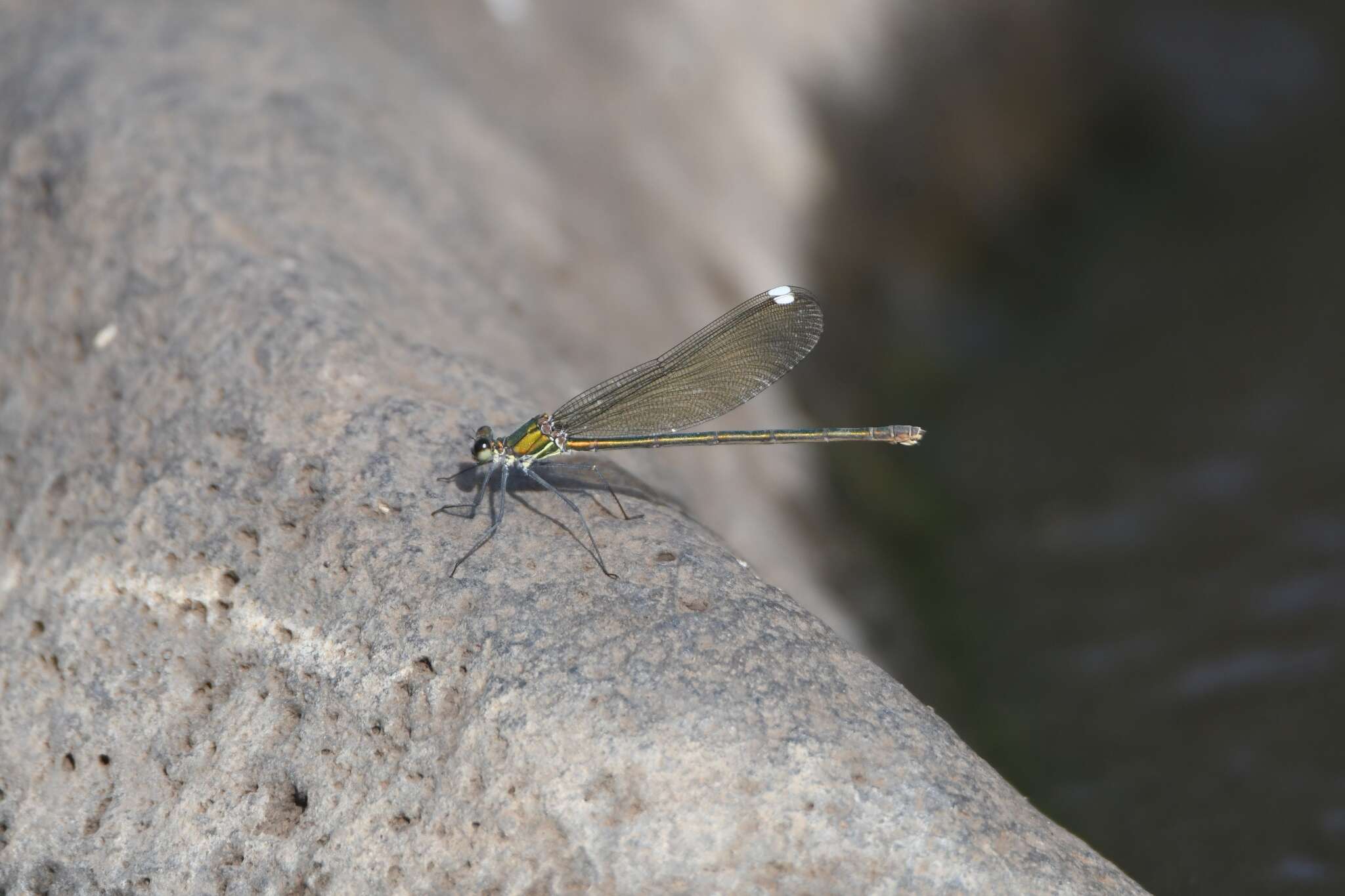 Image of Syrian Demoiselle