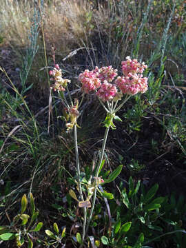 Image of parsnipflower buckwheat