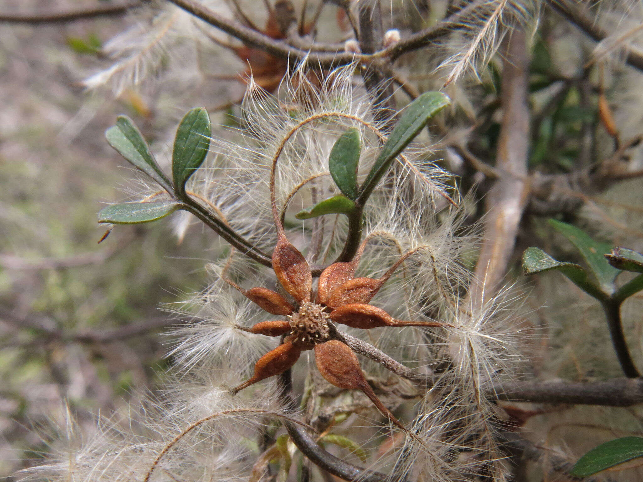 Image of Clematis marata Armst.