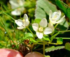 Sivun Lysimachia huttonii (Harv.) U. Manns & Anderb. kuva