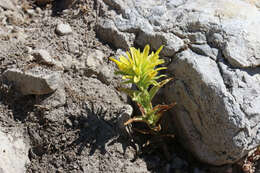 Image of Labrador Indian paintbrush