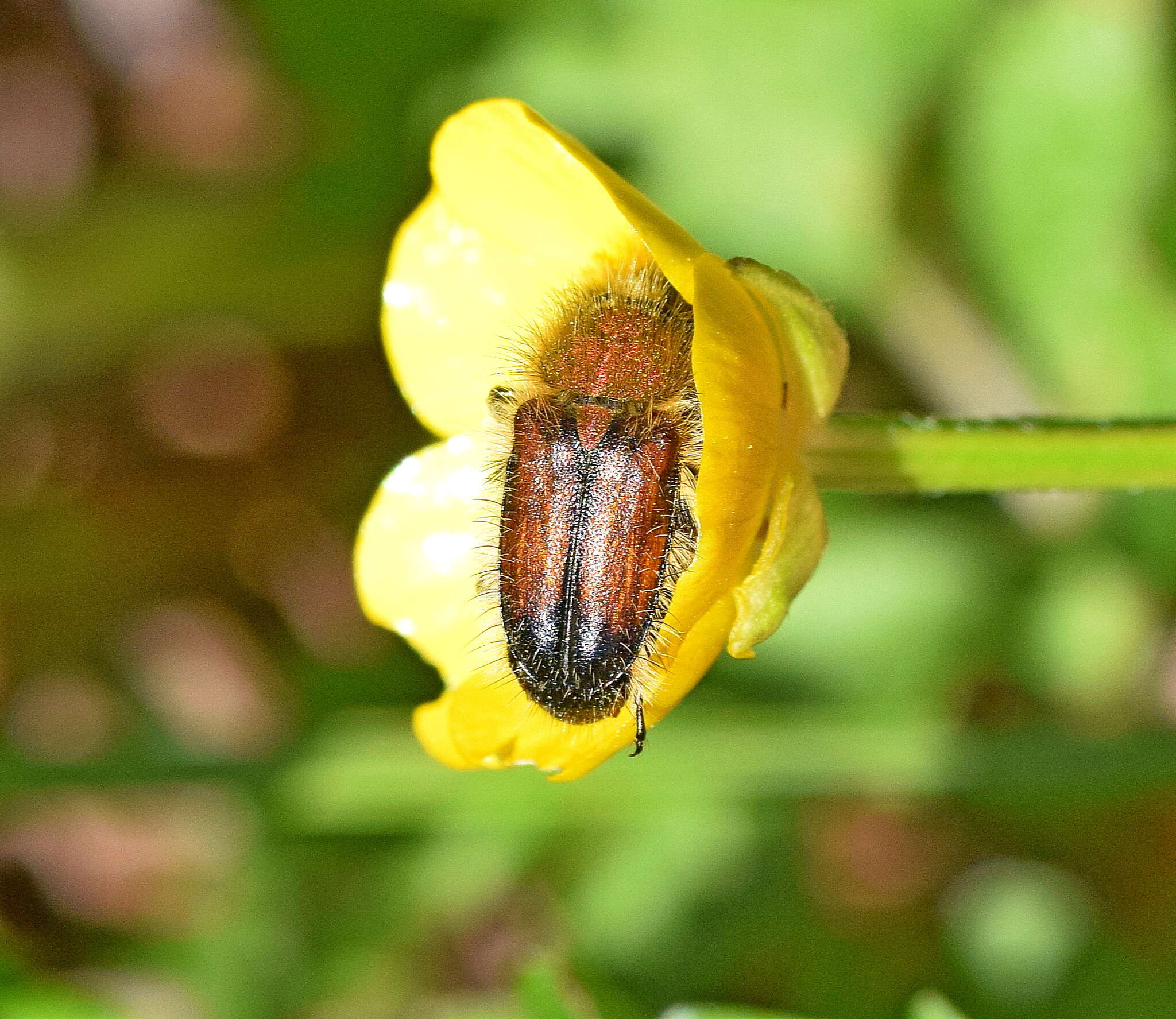 صورة Pygopleurus apicalis (Brullé 1832)