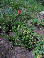 Image of Labrador Indian paintbrush