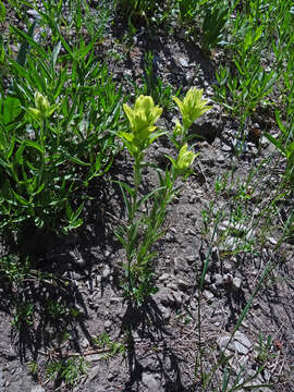 Image of Labrador Indian paintbrush