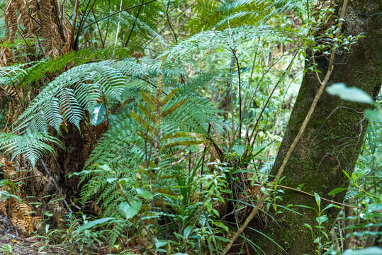 Image of Dicksonia lanata subsp. hispida (Colenso) Perrie & Brownsey