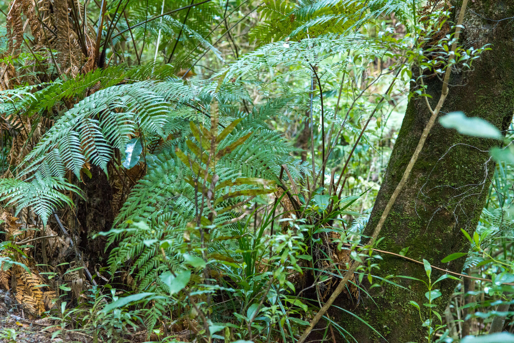 Image of Dicksonia lanata subsp. hispida (Colenso) Perrie & Brownsey