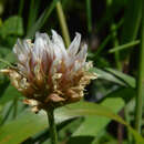 Plancia ëd Trifolium rusbyi subsp. caurinum (Piper) D. Heller & Zohary