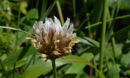 Image of longstalk clover