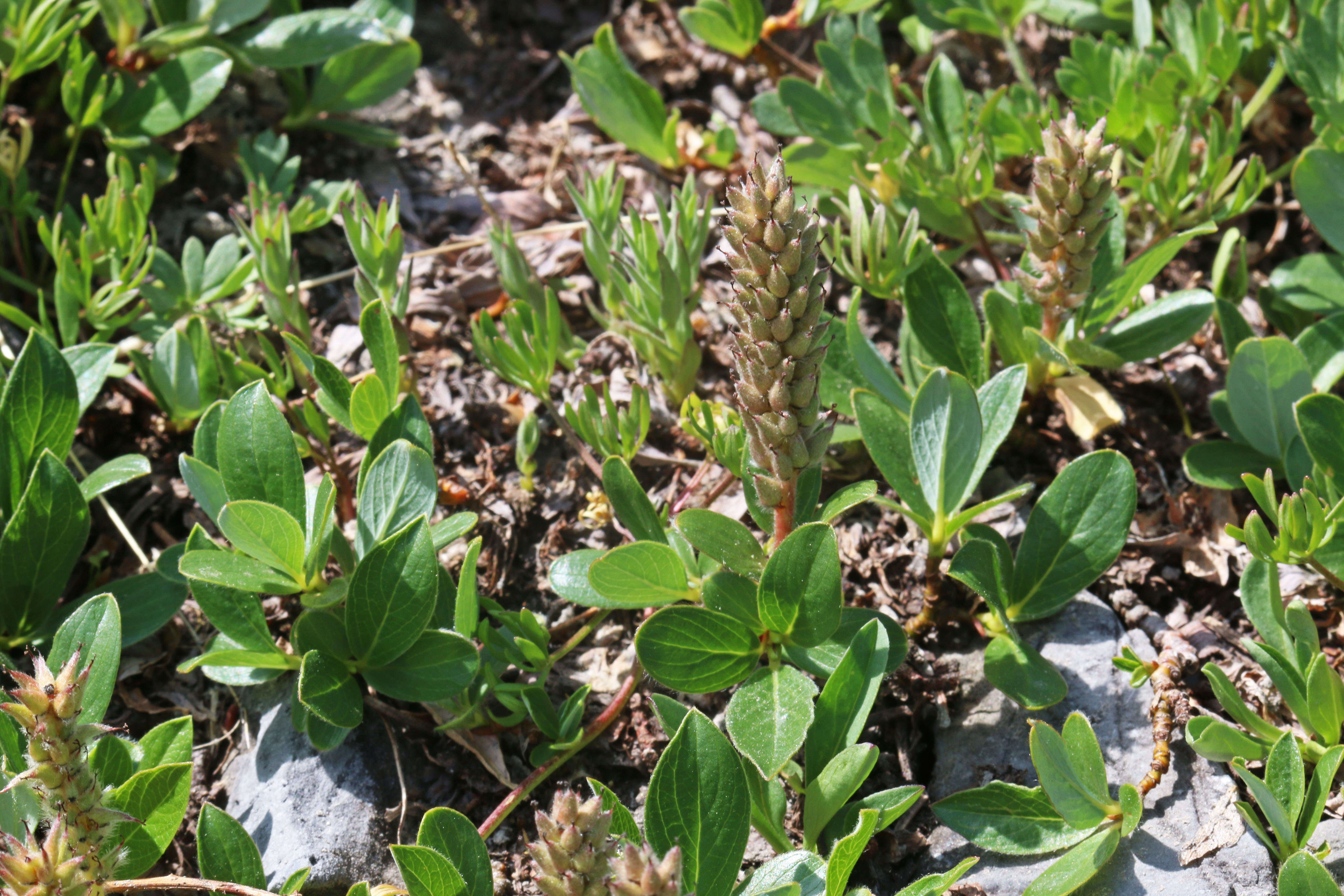 Image of arctic willow