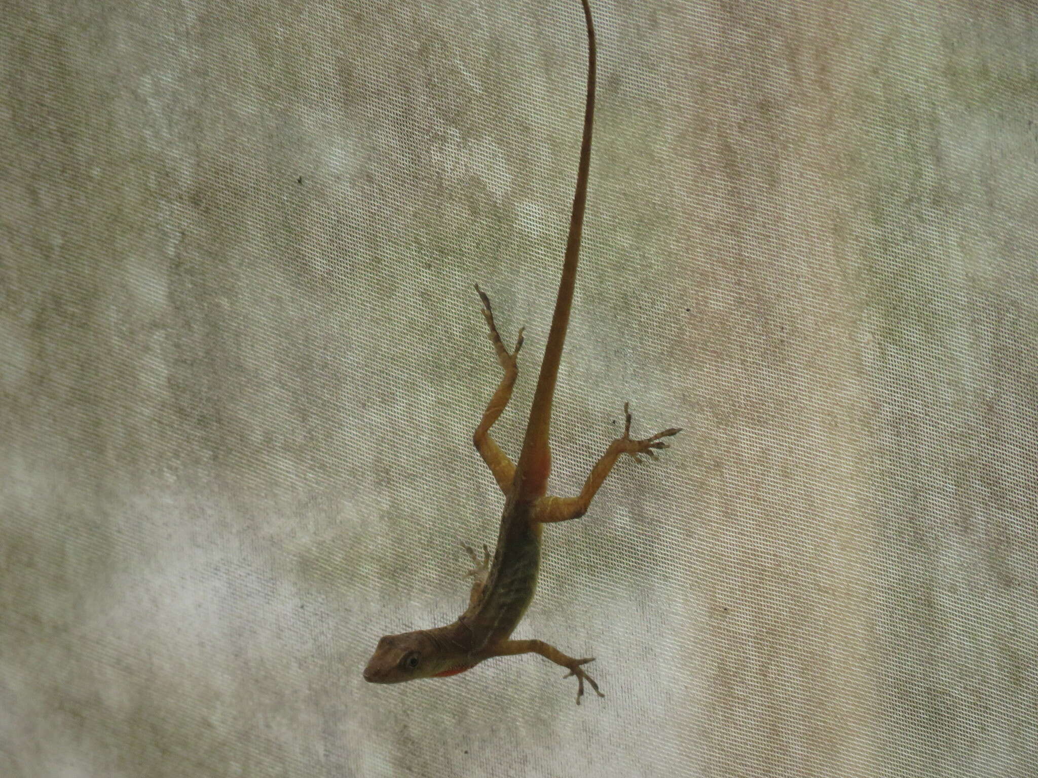 Image of Kempton's Anole