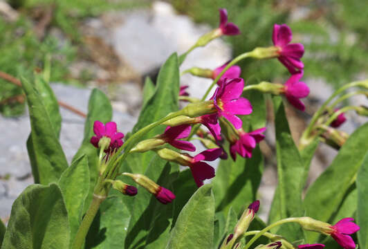 Primula parryi A. Gray resmi