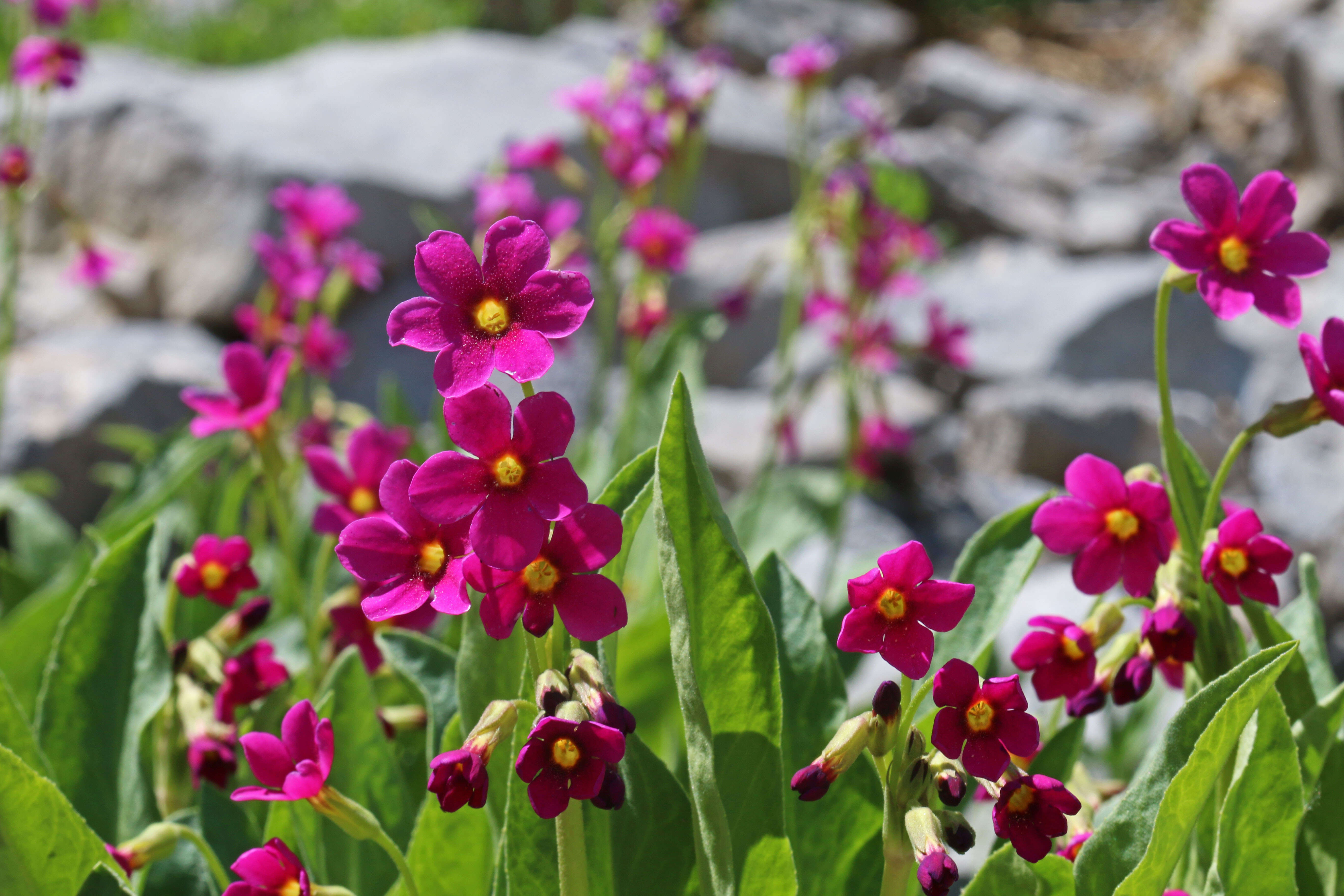 Primula parryi A. Gray resmi