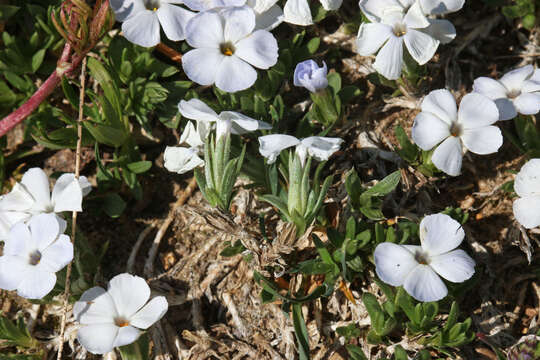 Image of cushion phlox