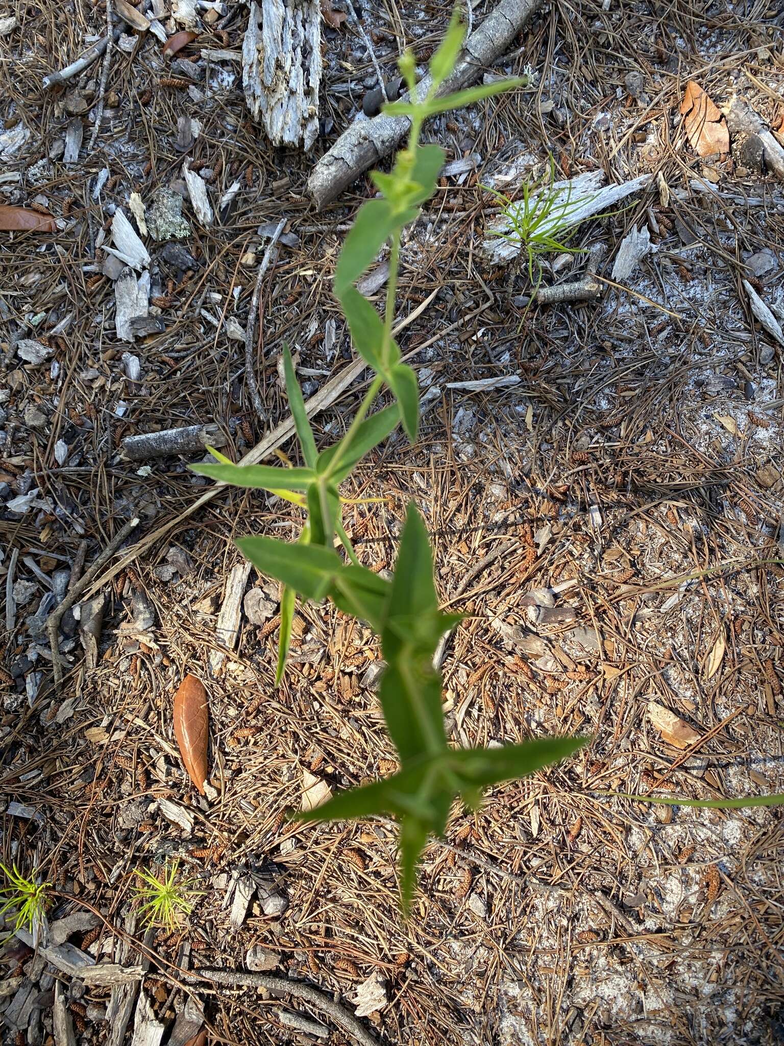 Sivun Euphorbia floridana Chapm. kuva