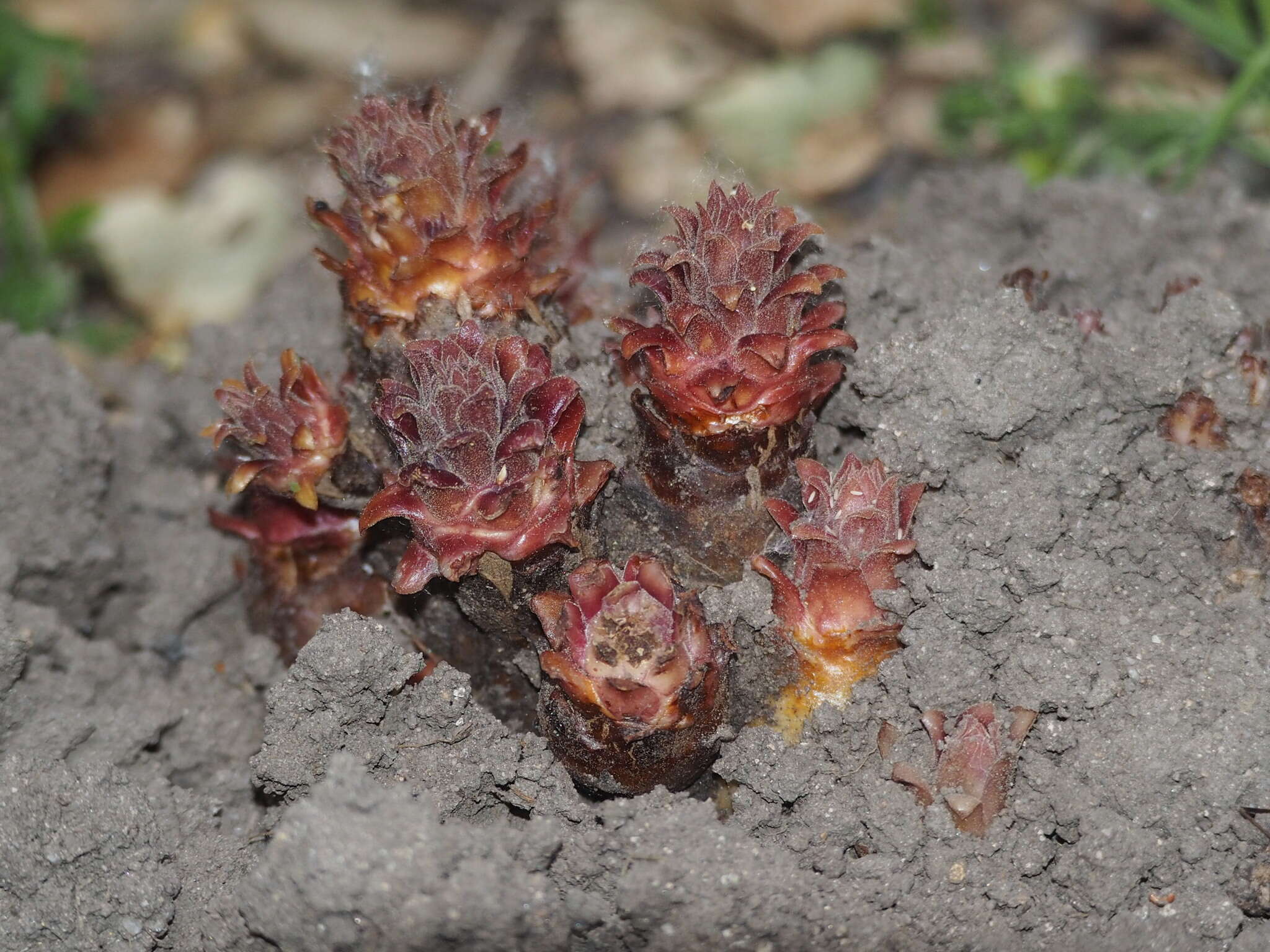 Image of hillside broomrape