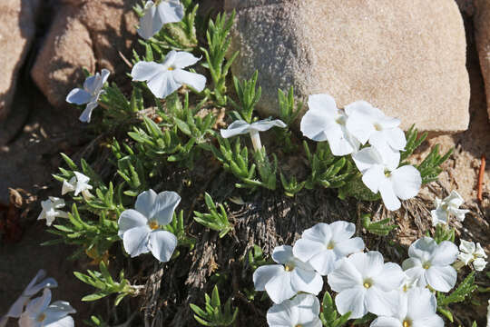 Image of cushion phlox