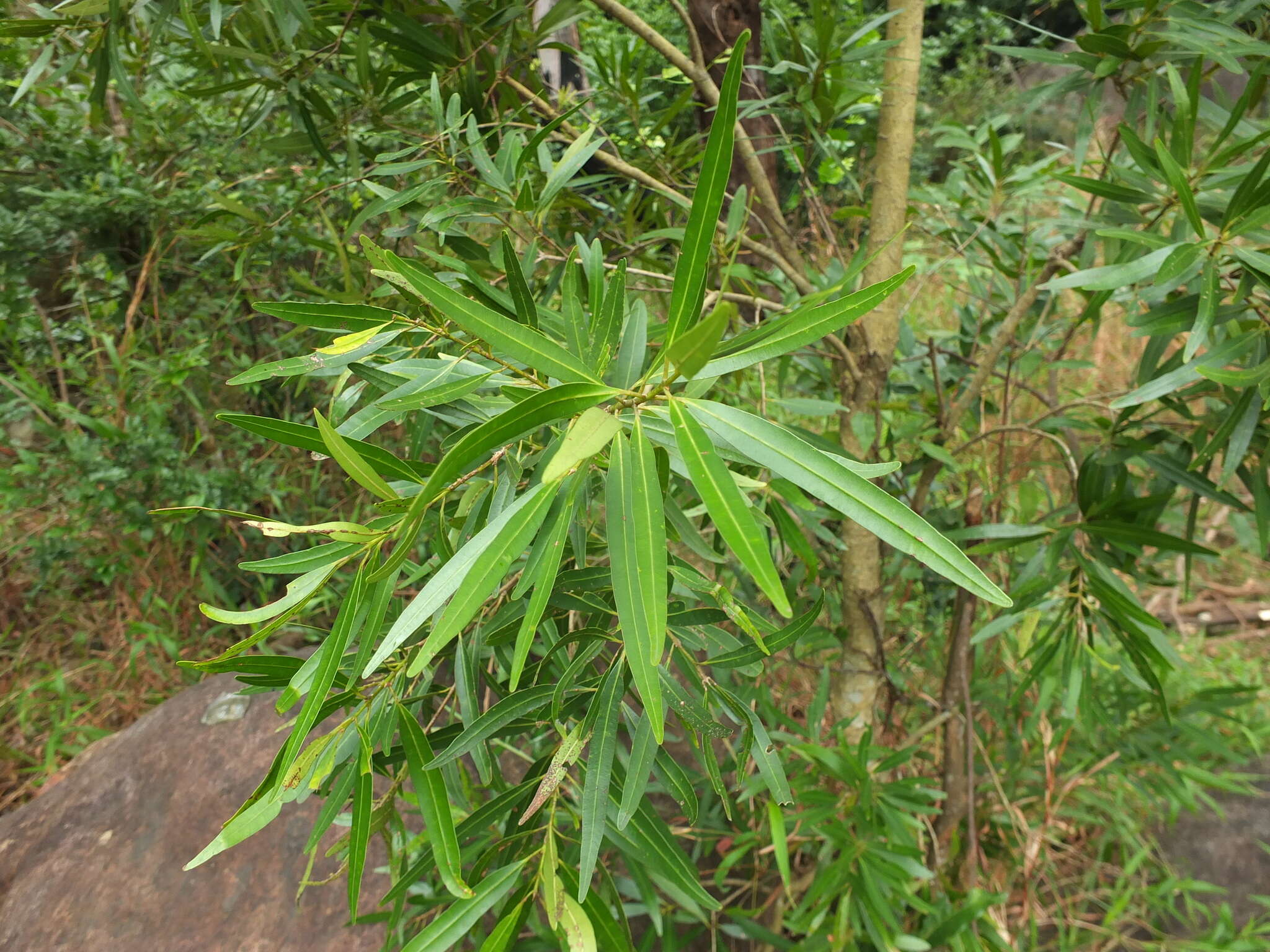 Image of Calophyllum pascalianum B. R. Ramesh, Ayyappan & De Franceschi