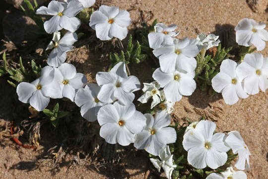 Image of cushion phlox