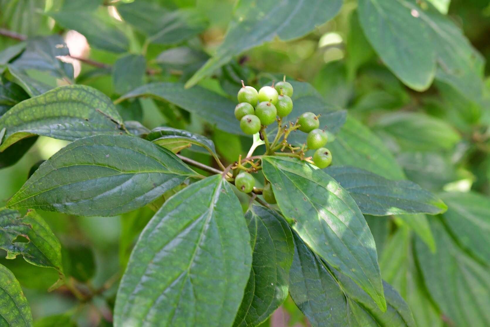 Слика од Cornus excelsa Kunth