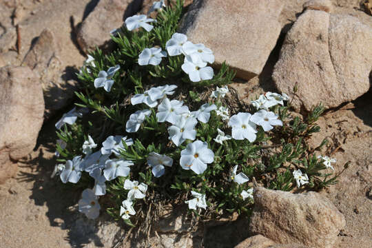 Image of cushion phlox