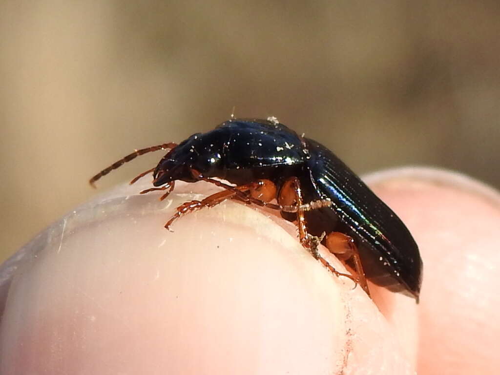 Image of Anisodactylus (Spongopus) verticalis (Le Conte 1847)