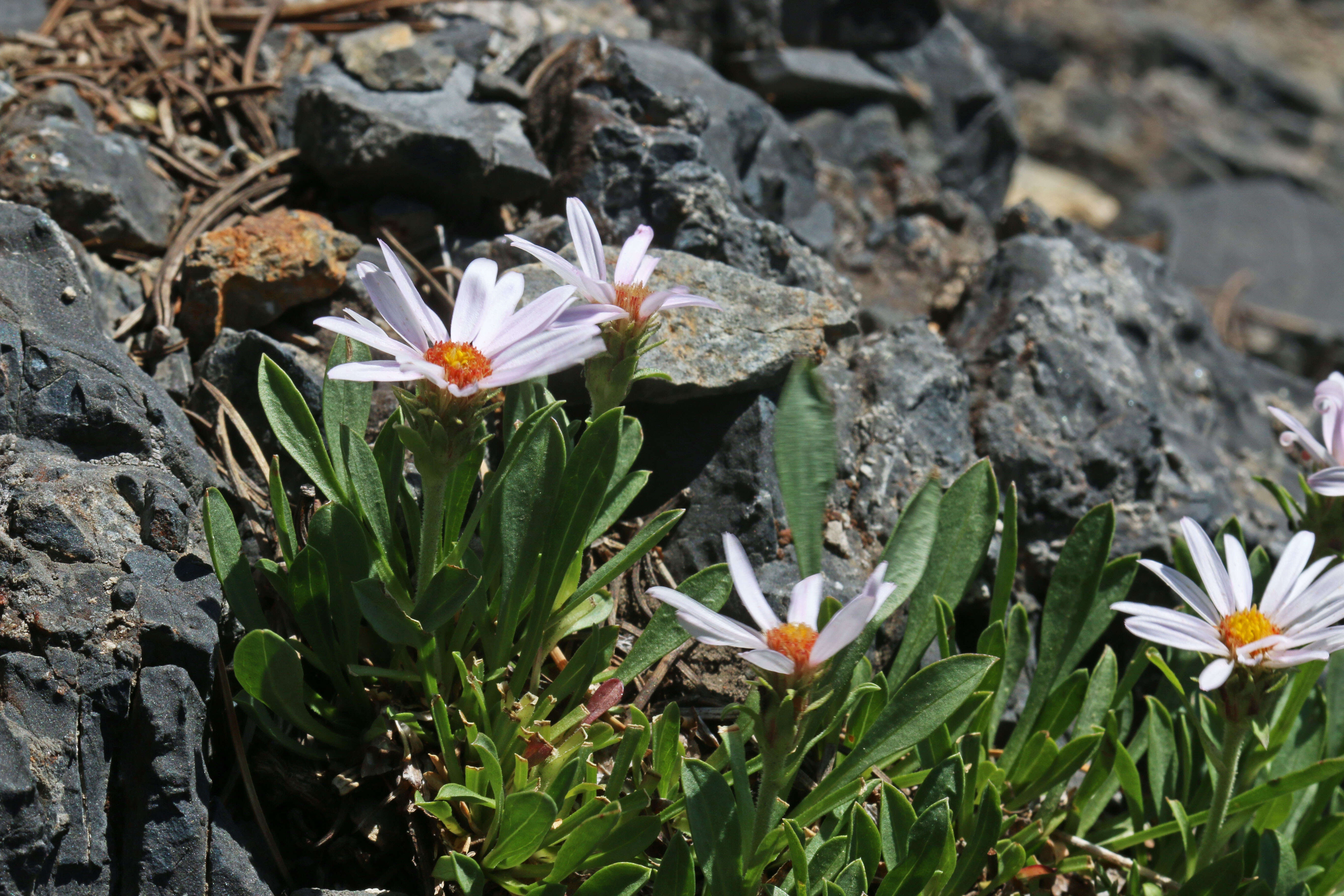 Image of King's serpentweed