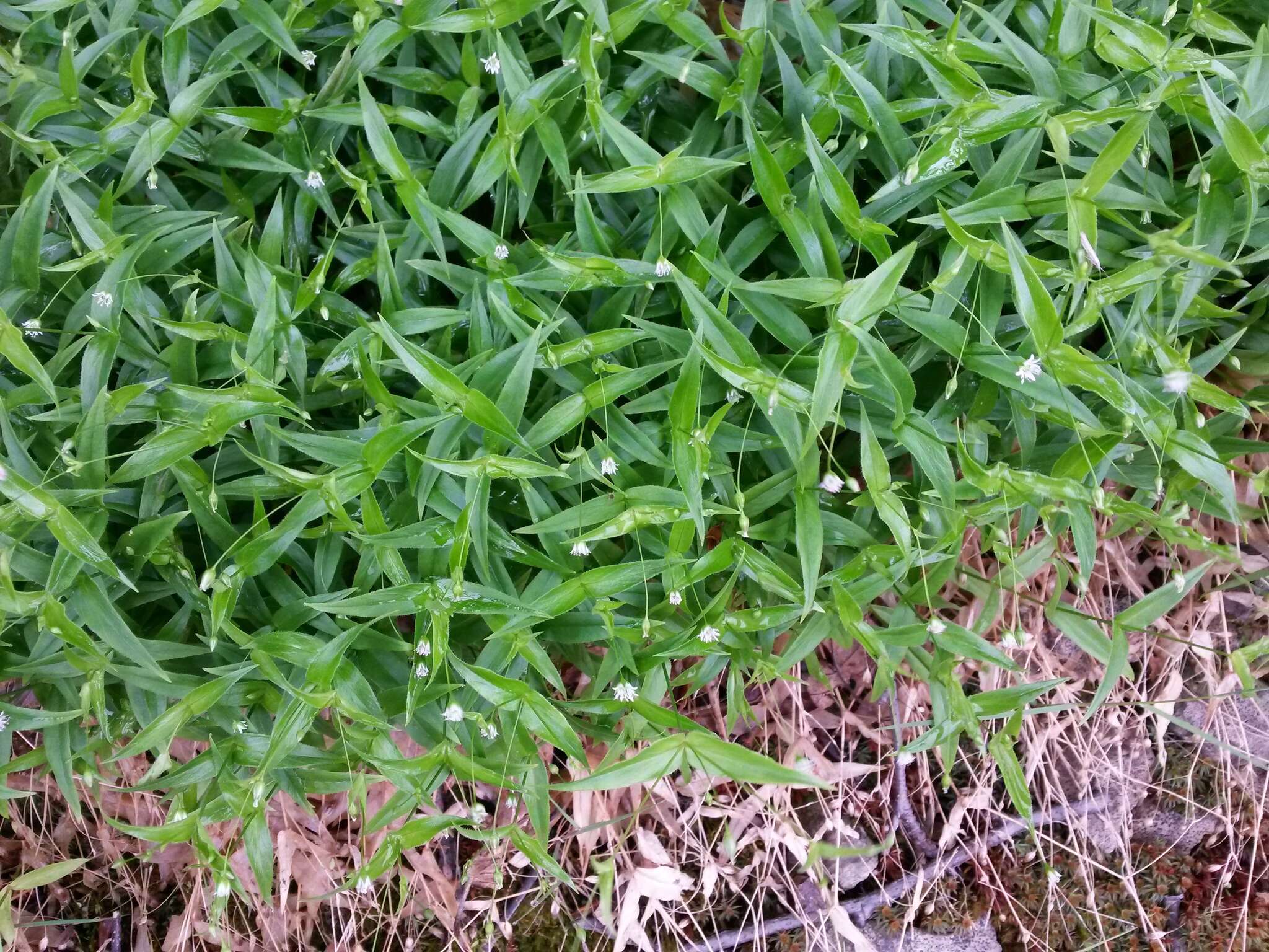 Imagem de Stellaria fenzlii Regel