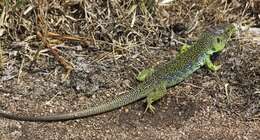 Image of Ocellated Lizard