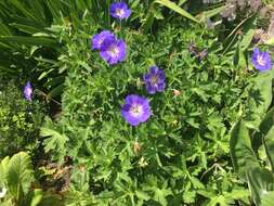 Image of Geranium wallichianum D. Don ex Sweet