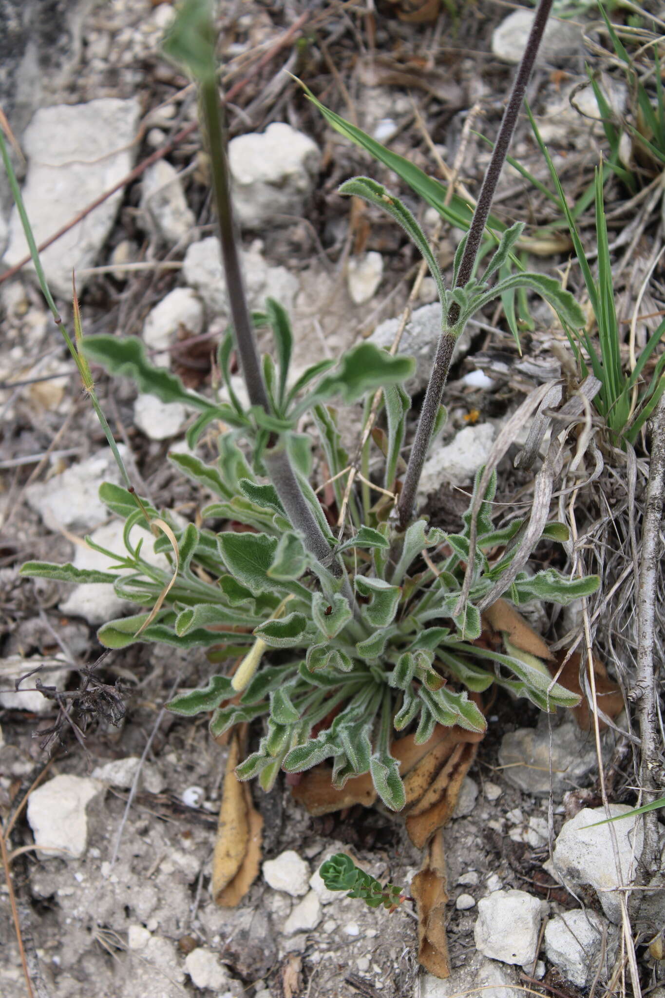 Imagem de Silene densiflora Dum.-Urville