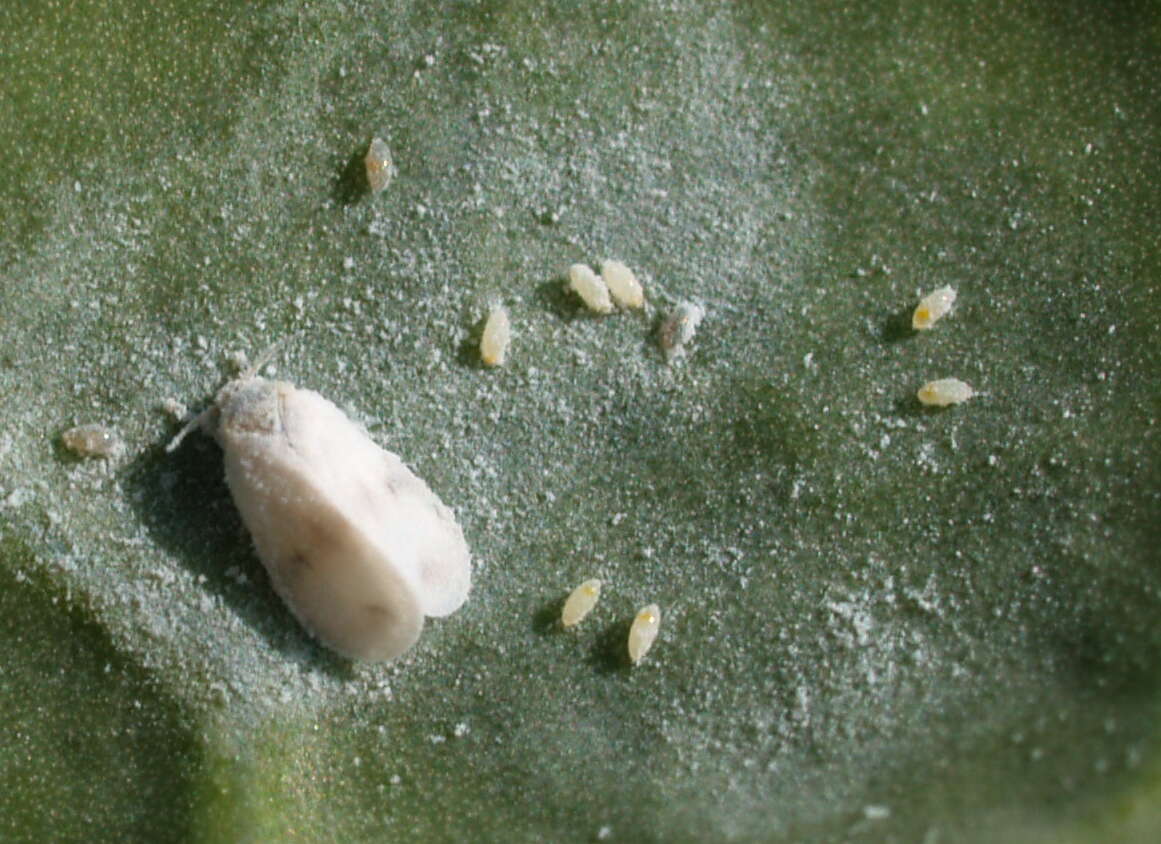 Image of Cabbage whitefly