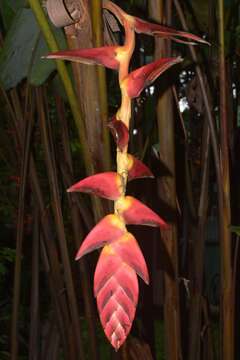 Image of Heliconia pogonantha Cufod.