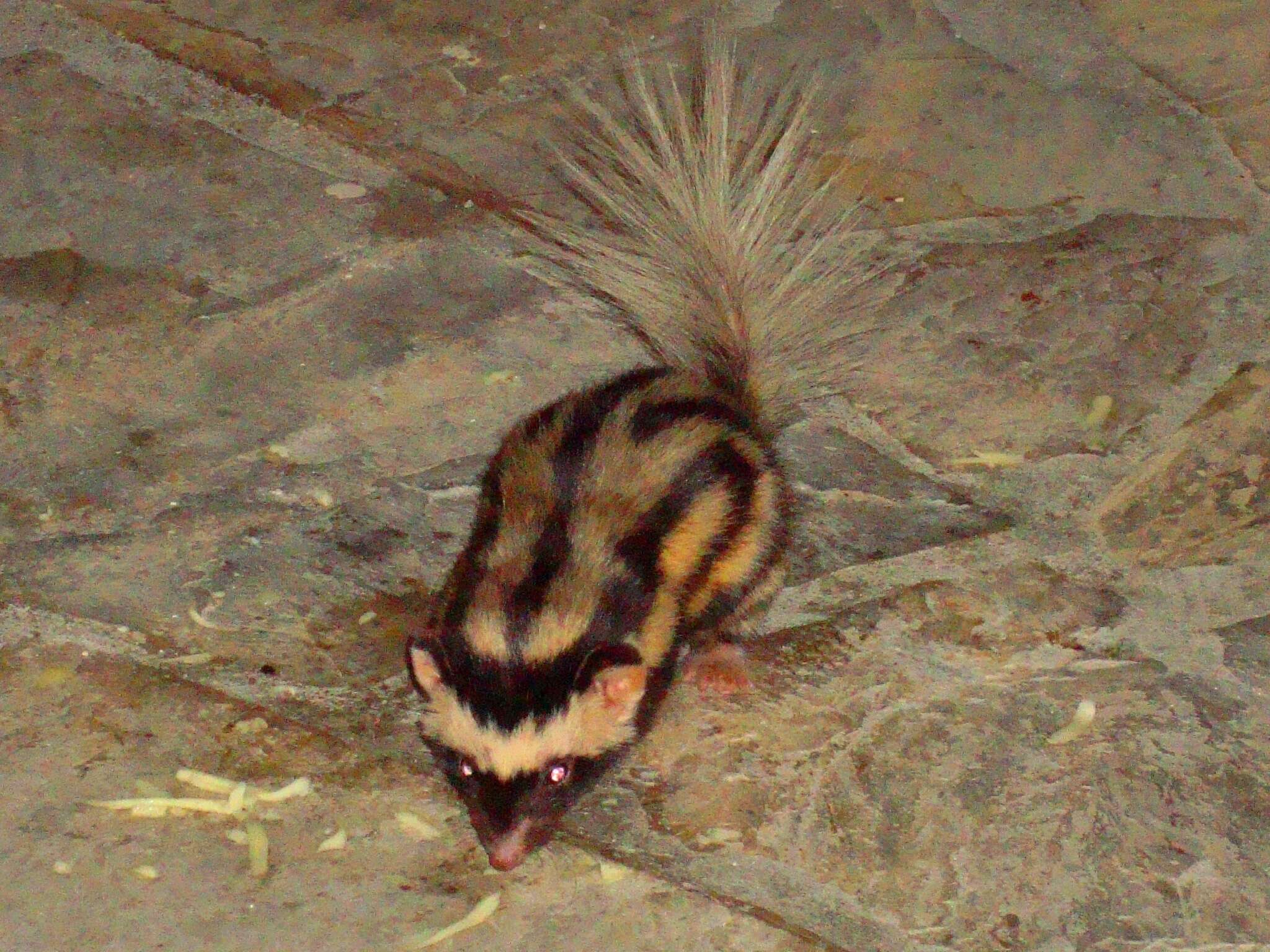Image of Pygmy Spotted Skunk