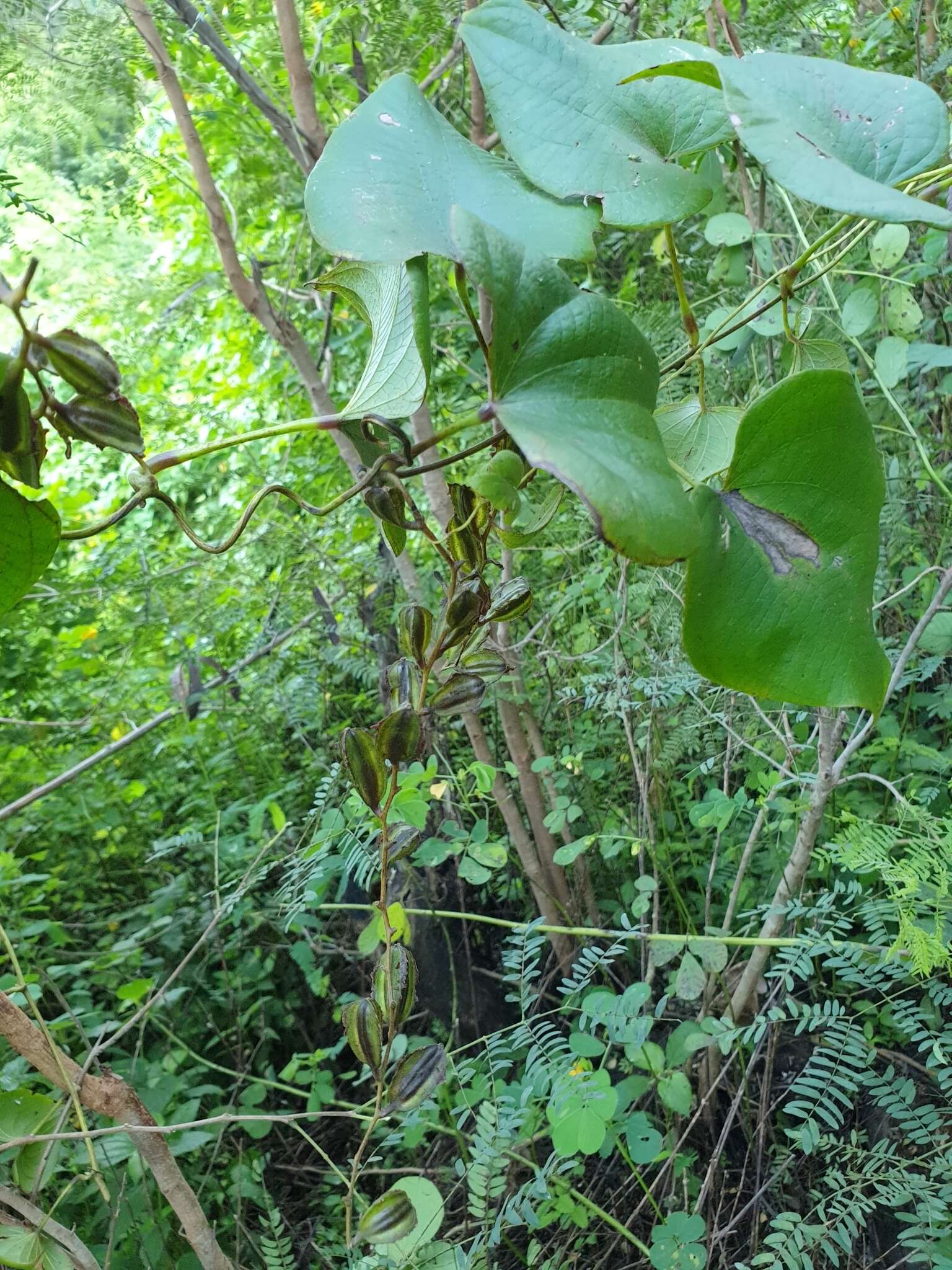 Sivun Dioscorea sambiranensis R. Knuth kuva