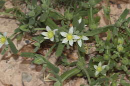 Image of Aizoanthemopsis hispanica (L.) Klak
