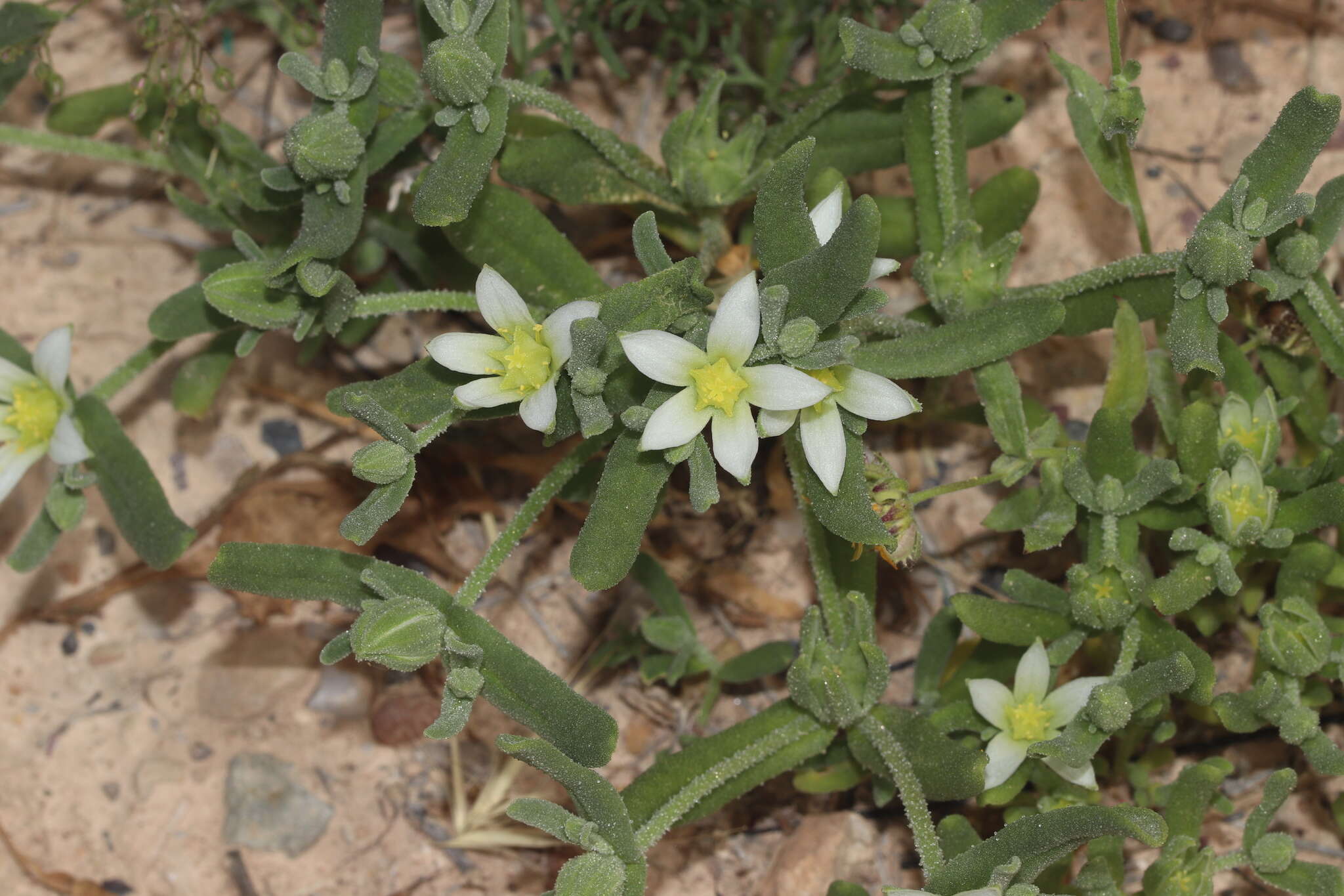 Imagem de Aizoanthemopsis hispanica (L.) Klak