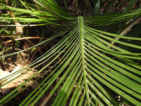 Image of Macrozamia mountperriensis F. M. Bailey