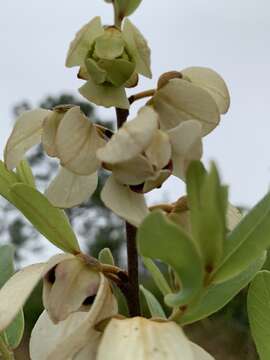 Image of netted pawpaw