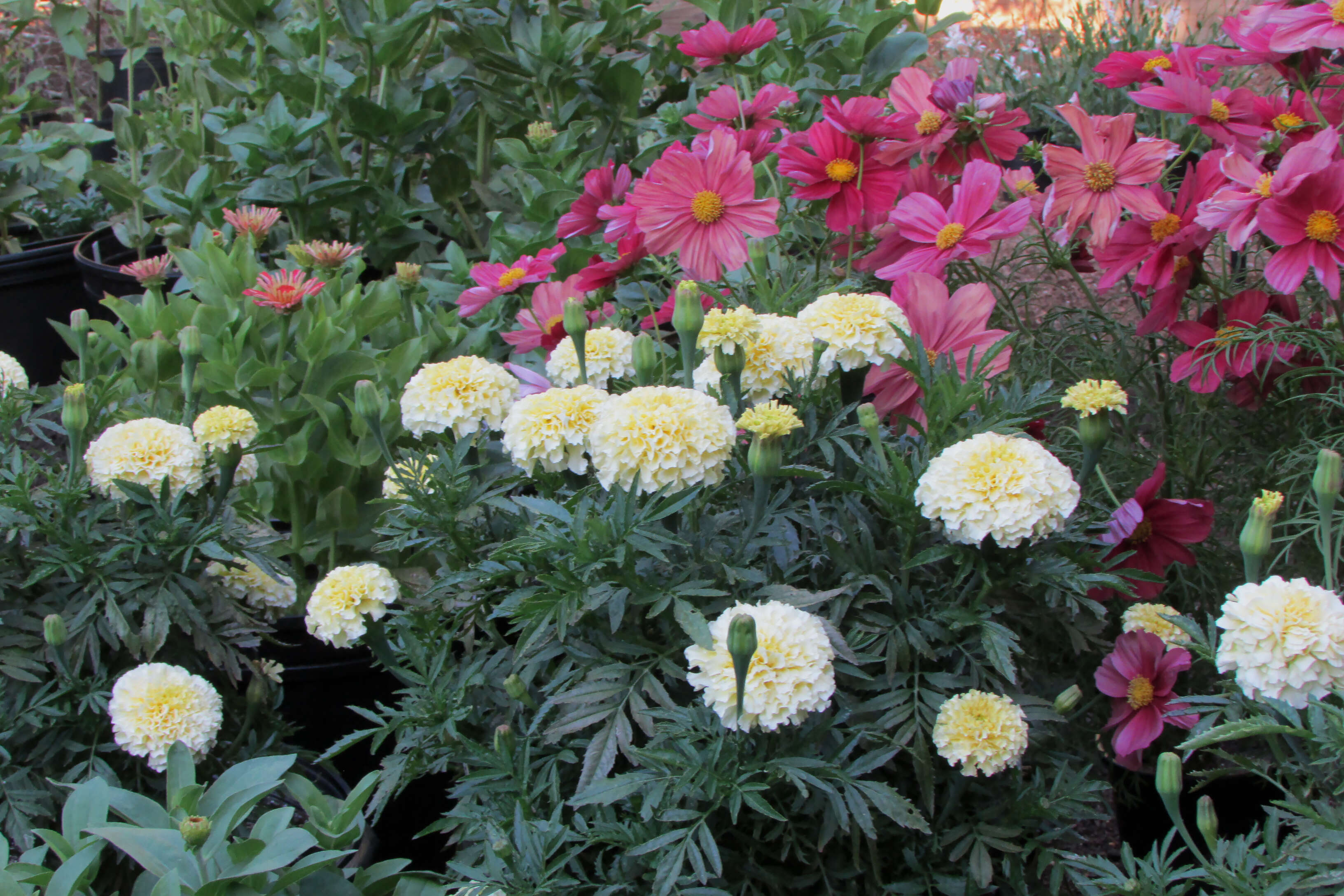 Image of French marigold