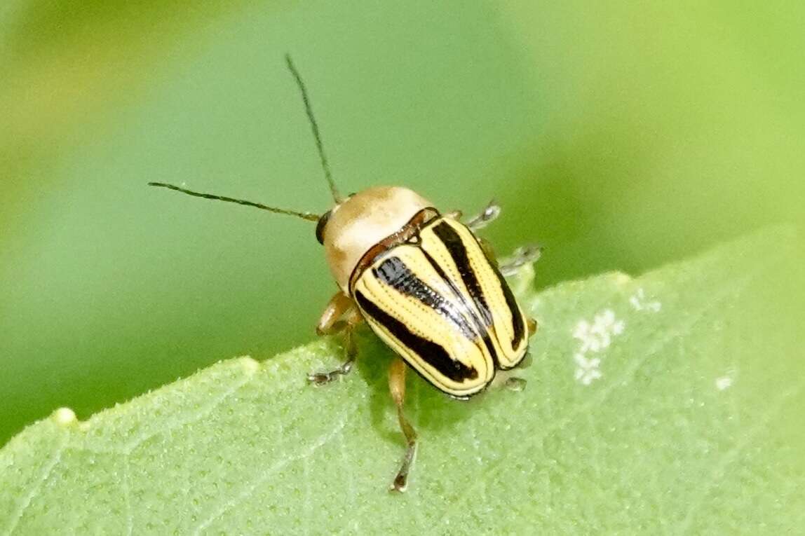 Cryptocephalus venustus Fabricius 1787 resmi