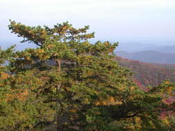 Image of Hickory Pine